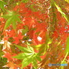 緑葉&紅葉