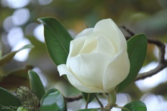 花なら蕾