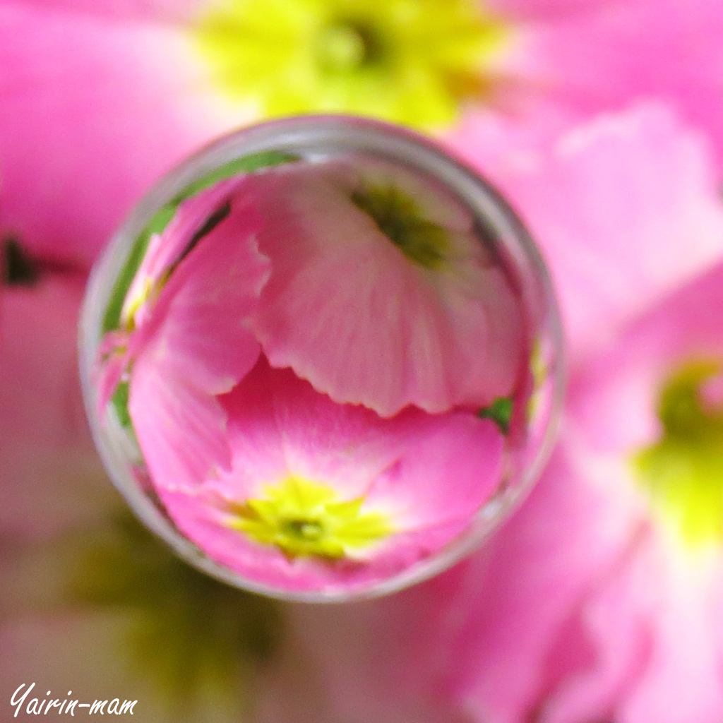 花玉