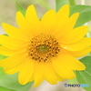夏が来る前に