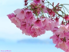 瀬戸内海の春