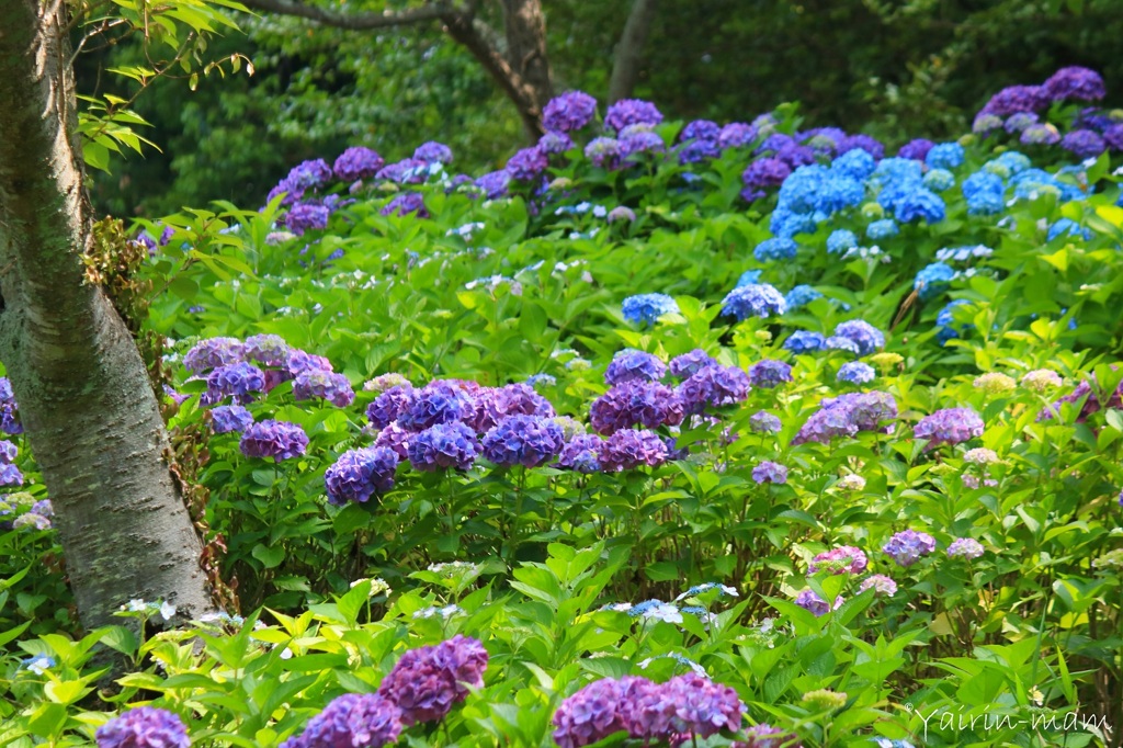 花から花へ