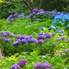 花から花へ