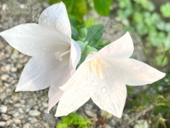 清楚