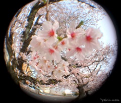 桜玉