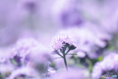 お花畑