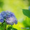 梅雨待ち