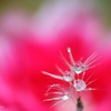 花の中で