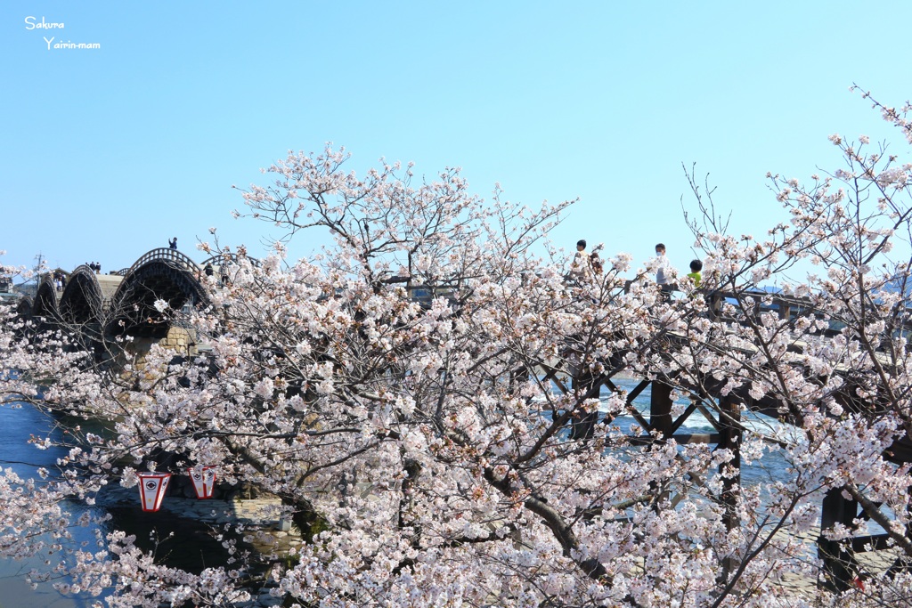 桜の上で