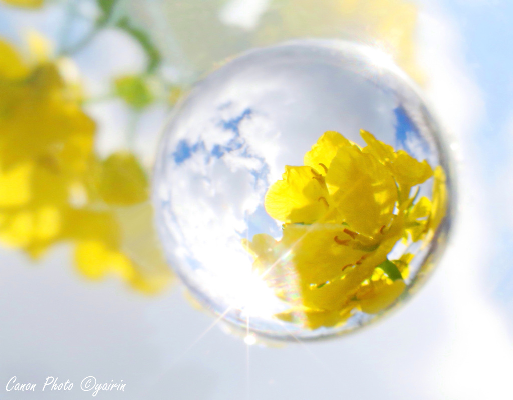 菜の花玉