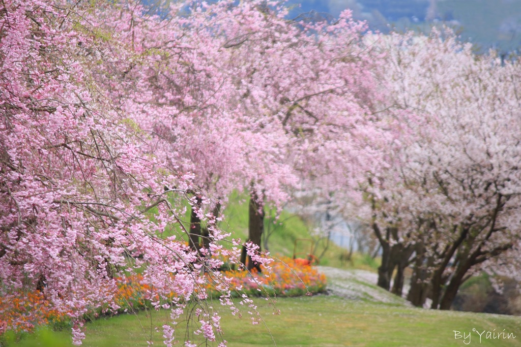 桜並木