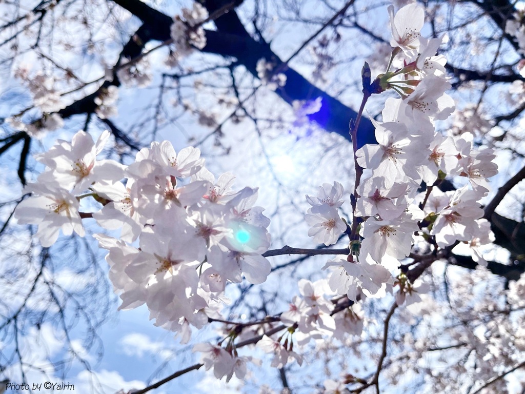 お花見日和