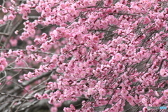 超満開(≧▽≦)