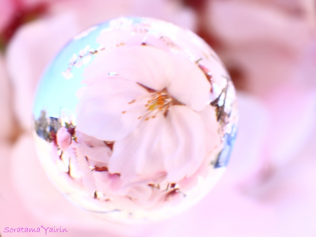 桜玉