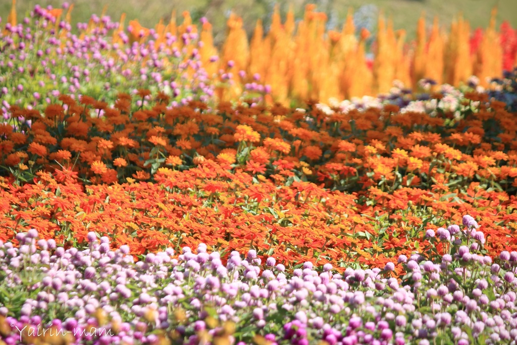 秋の花畑