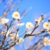 ココだけ春!