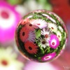 花玉