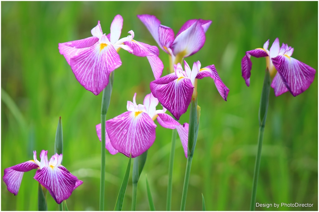 花菖蒲