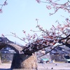 錦帯橋
