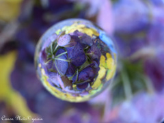 紫陽花玉