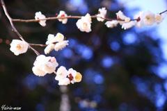 夜空に咲く花のように
