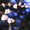 夜空に咲く花のように