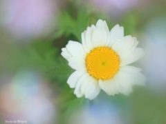 誠実