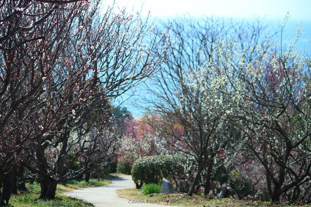 冠梅園