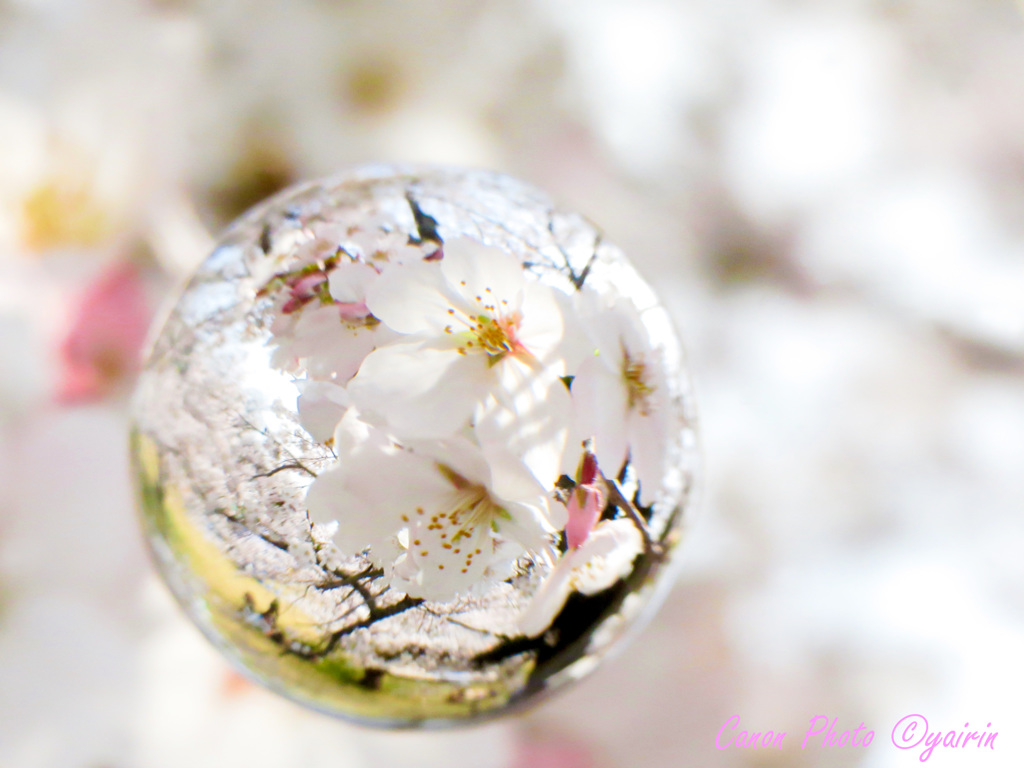 お花見玉