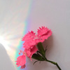 希望の虹