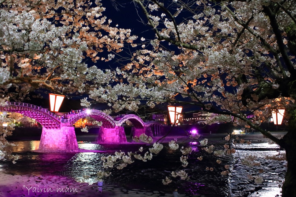 夢桜