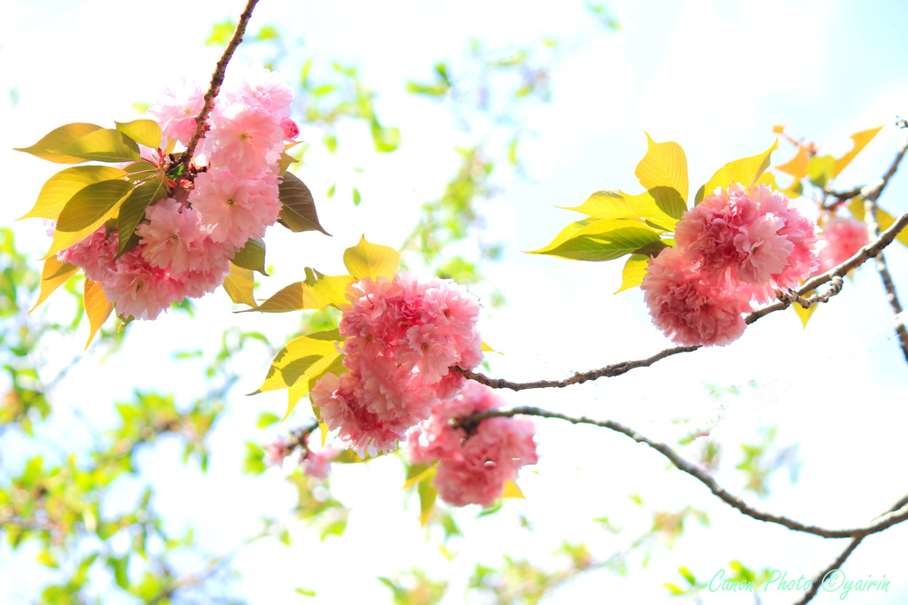 桜咲く