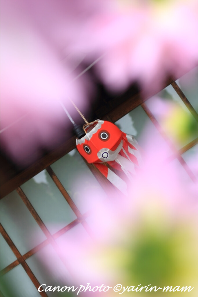 きんぎょ提灯見っけ!!