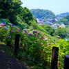 紫陽花が咲く森