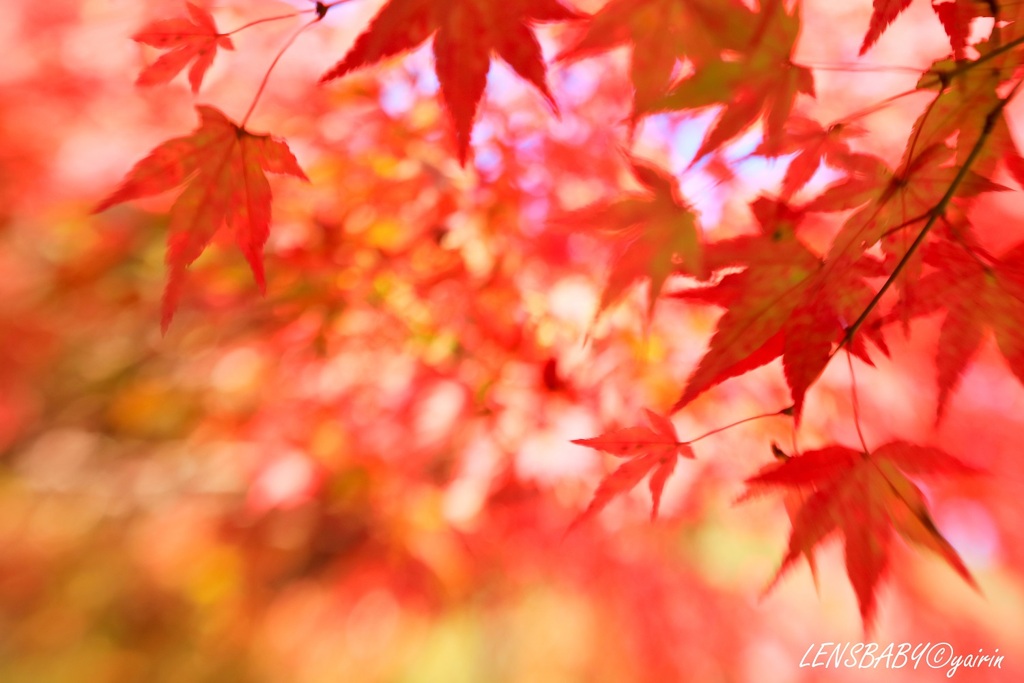 紅く