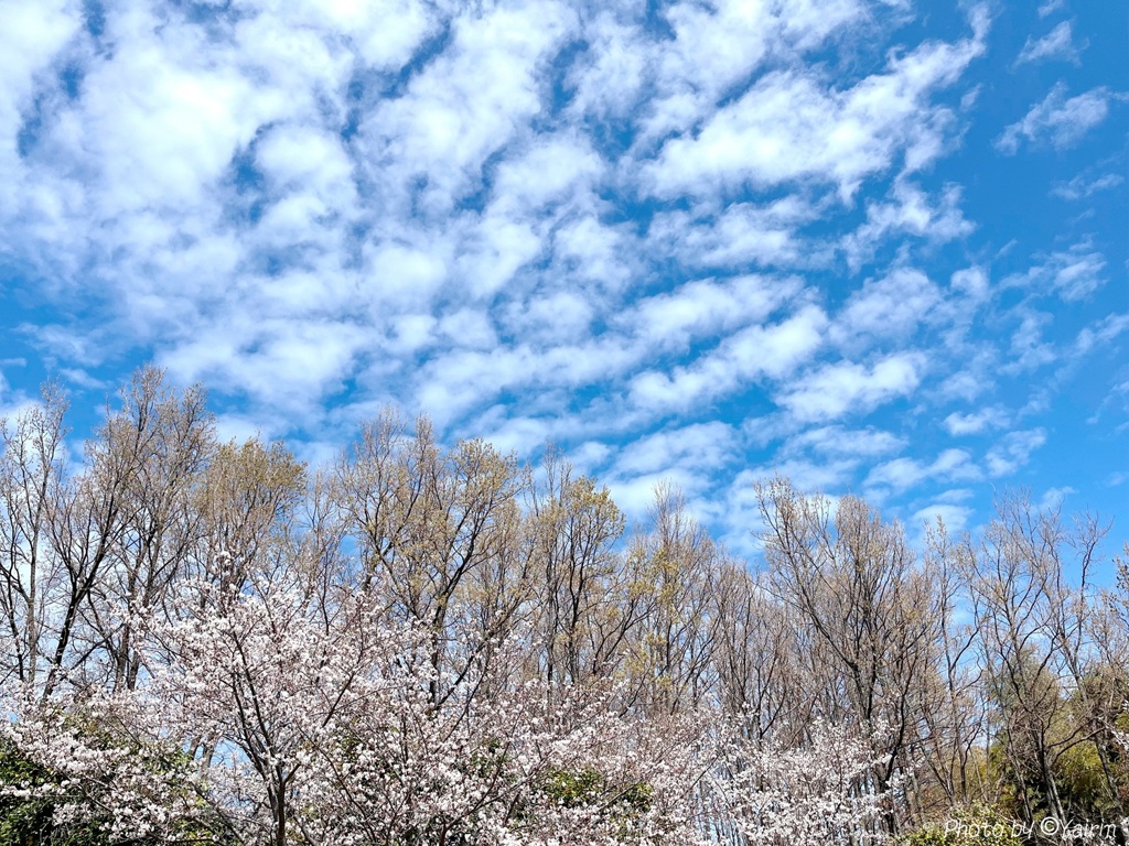 羊雲の花見