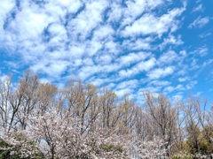 羊雲の花見