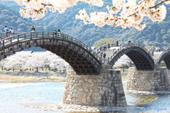 お花見