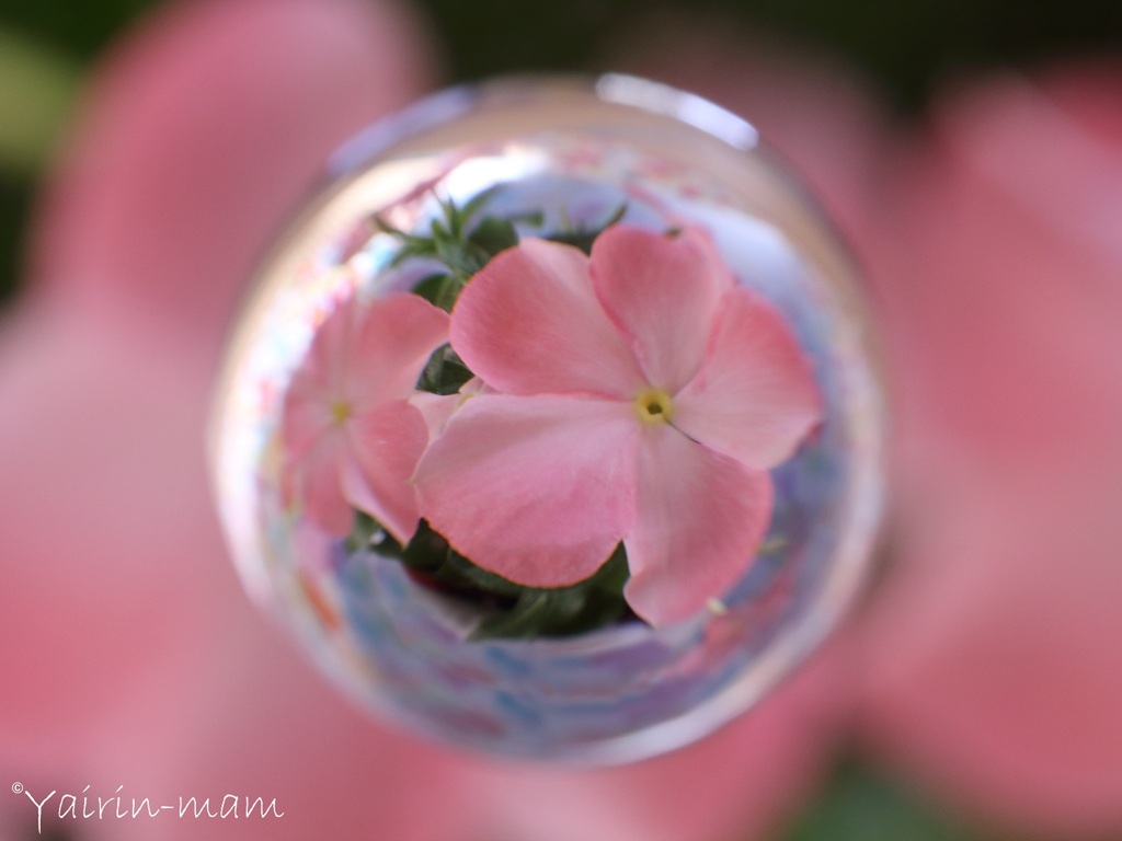 夏桜