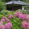 日本家屋と紫陽花