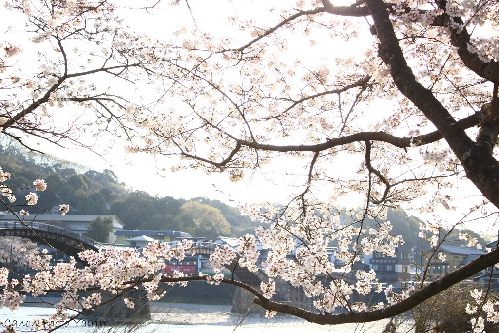 満開の桜