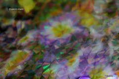 光の花
