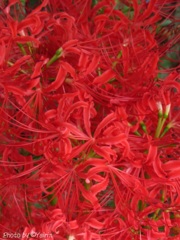 紅く