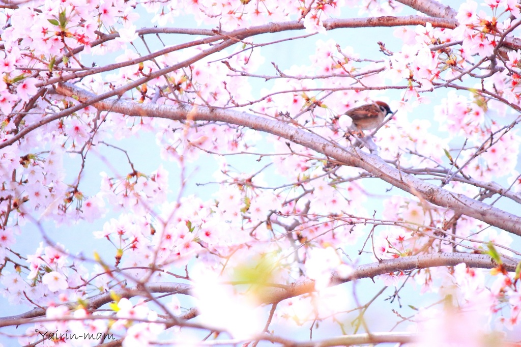 桜スズメ