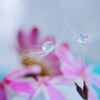 お花のある暮らし