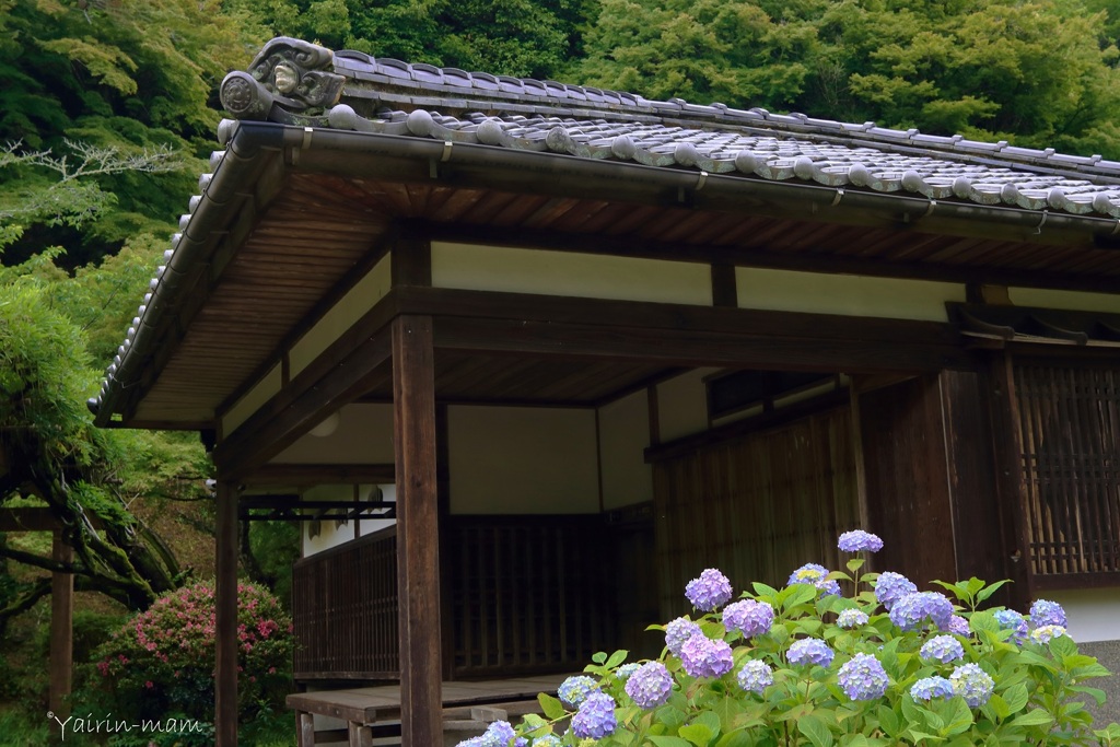 庭に紫陽花