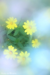 夢で会えたなら