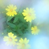 夢で会えたなら