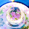 芝桜を閉じ込めて。。。