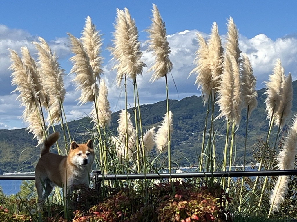 ひょっこりワンコ